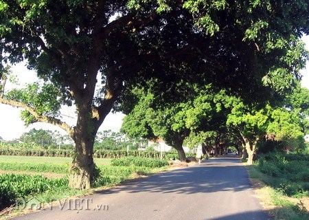 อำเภอเมือง ฝุ่ง แผ่นดินแห่งวัฒนธรรมในชานกรุงฮานอย